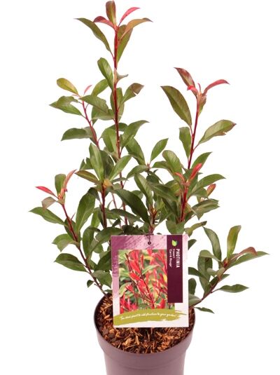 Kompakte Glanzmispel 'Carre Rouge' / Glanzmispel 'Carré Rouge' - Photinia fraseri 'Carre Rouge'