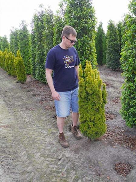 Taxus baccata 'Standishii' / Säulen-Eibe 'Standishii' 120-140 cm m. B., schmaler, säulenförmiger Nadelgehölz-Strauch im Feld.