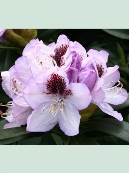 Rhododendron Hybride 'Blackeyed Susan' / Rhododendron 'Blackeyed Susan'