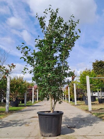 Chinesischer Blumen-Hartriegel 'Wieting's Select' (Cornus kousa var. chinensis) als Hochstamm im Container, ca. 350-400 cm.