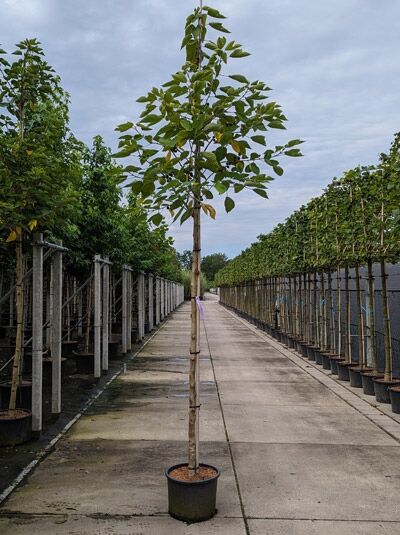 Broussonetia papyrifera Papiermaulbeerbaum Hochstamm 12-14 StU im Container, gerader Stamm mit verzweigter Krone und grünen Blättern.