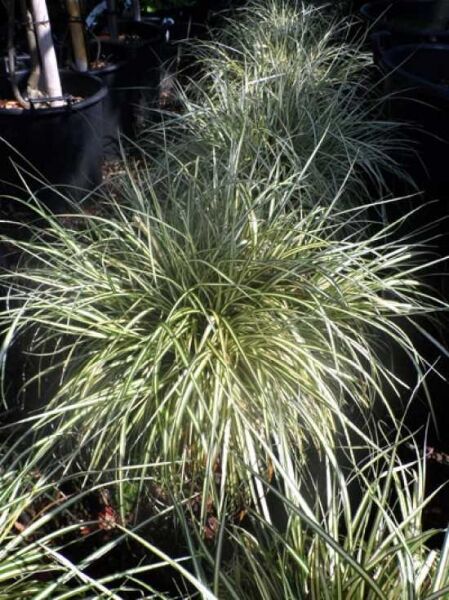 Japan-Gold-Segge 'Evergold' / Japan-Gold-Segge 'Evergold'