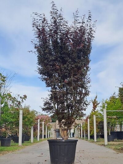 Acer palmatum 'Skeeter's Broom', Fächer-Ahorn in Schirmform, 300-350 cm hoch, im Container mit dunkelrotem Laub.