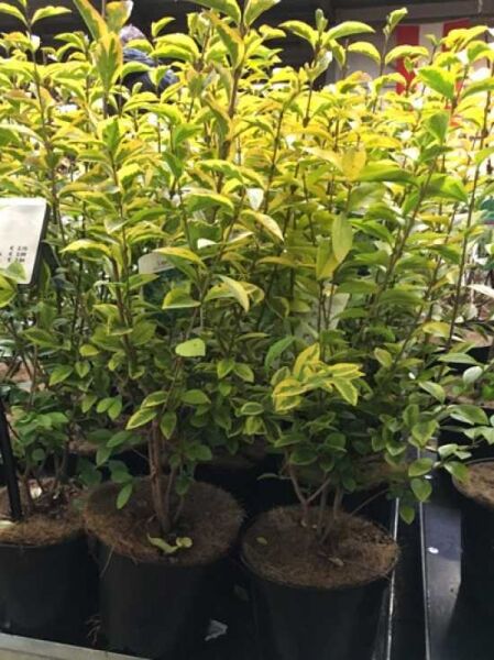 Ligustrum ovalifolium 'Aureum' / Gold-Liguster 40-60 cm C3, Strauch im Topf mit gelbgrünem Laub und aufrechtem Wuchs