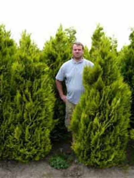 gelbe Scheinzypresse 'Ivonne' / gelbe Scheinzypresse 'Ivonne'