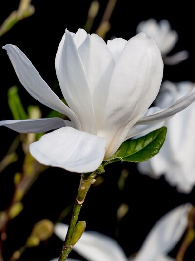 Großblütige Stern-Magnolie 'Wildcat' (Magnolia loebneri 'Wildcat') mit weißer Blüte am Zweig und grünen Blättern