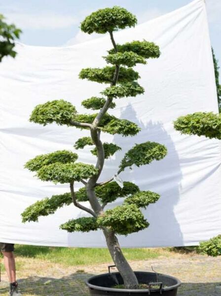 Garten-Bonsai Feldulme Ulmus minor 'Jacqueline Hillier', 230 cm hoch, 130 cm breit, mehrstöckige Krone im Pflanzcontainer.