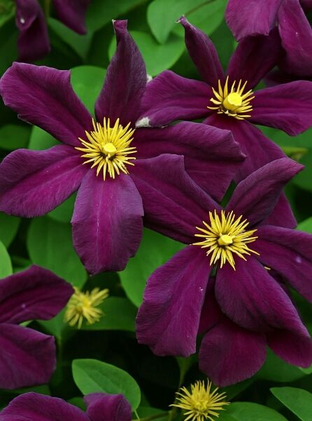 Waldrebe Clematis 'Romantika' (Clematis 'Romantika') mit dunkelvioletten Blüten und gelben Staubgefäßen, Nahaufnahme