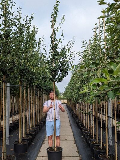 Pyrus communis 'Beurré Hardy' / Birne 'Beurré Hardy' Hochstamm 12-14 StU im Container, junger Baum im Topf mit Stützstab