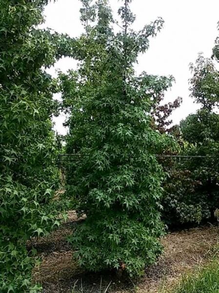 Amerikanischer Amberbaum / Guldenbaum / Liquidambar styraciflua