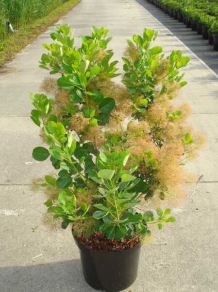 Perückenstrauch (Cotinus coggygria) 'Young Lady' 80-100 cm C12 im Topf, grünes Laub mit rosabraunen, federigen Blütenrispen.
