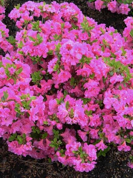 Japanische Azalee 'Petticoat' / Rhododendron obtusum 'Petticoat'