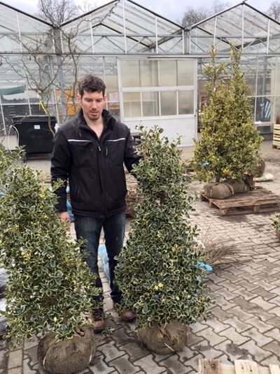 Europäische Stechpalme Ilex aquifolium „Argentea Marginata“ 125–150 cm m. B., immergrüner Solitär im Ballen mit variegierten Blättern