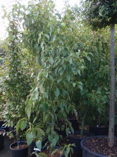 Rostbart-Ahorn (Acer rufinerve) 250–300 cm im C80-Topf, mehrstämmiger Jungbaum mit grünem Laub in Baumschule.
