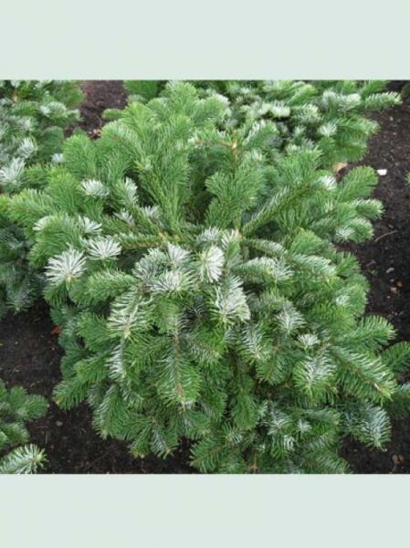 Abies amabilis 'Spreading Star' / Purpurtanne 'Spreading Star' 60-80 cm mit grünen Nadeln und weißlich changierenden Triebspitzen.