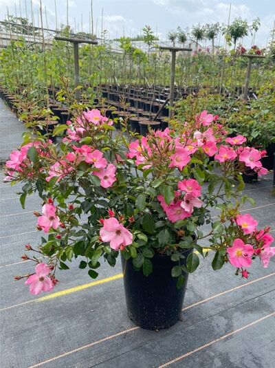 Rosa 'Fortuna ®' / Beetrose 'Fortuna' A-Qualität C5, Rosenstrauch im Topf mit vielen pinken Blüten und grünem Laub