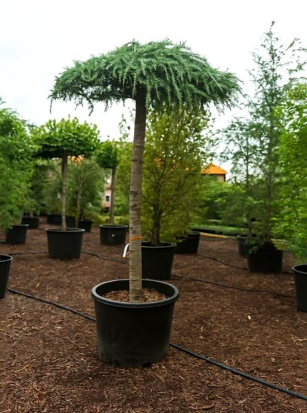 Hänge-Himalaja-Zeder Cedrus deodara 'Pendula', Dachform, Hochstamm 25-30 StU im Container, mit hängenden Zweigen