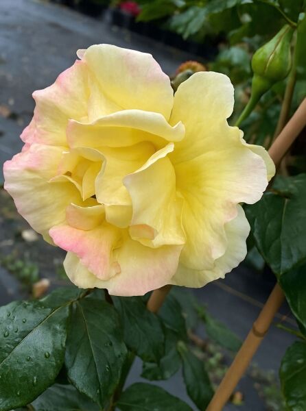 Kletterrose 'Dukat' (Rosa 'Dukat') gelbe, gefüllte Blüte mit zart rosafarbenem Rand am Trieb, Nahaufnahme