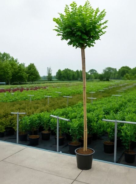 Robinia pseudoacacia 'Umbraculifera' / Kugel-Robinie, Kugel-Akazie, 200 cm Stamm, Containerpflanze mit kugeliger Krone