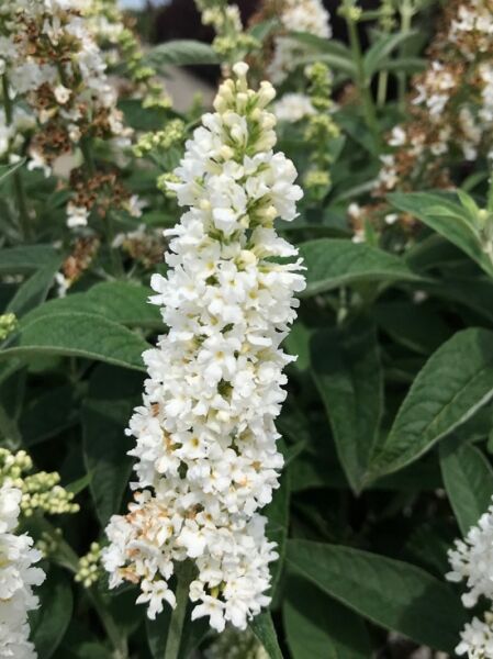 Sommerflieder 'Miss Perl' ®  / Schmetterlingsstrauch 'Miss Pearl' ®  / Buddleja 'Miss Pearl' ® 