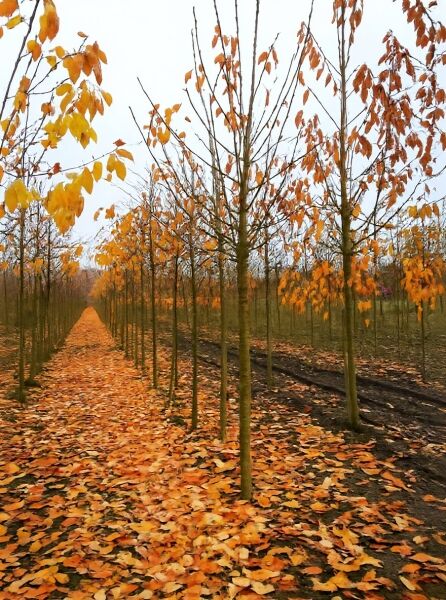 Prunus avium 'Plena' / Vogel-Kirsche 'Plena' Hochstamm, Baumreihe mit herbstlich gelb-orangefarbenem Laub im Feldbestand