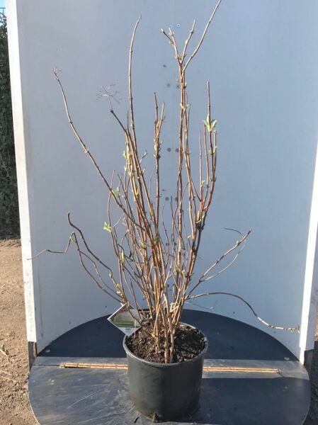 Schneeball-Hortensie Hydrangea arborescens 'Incrediball®' ('Strong Annabelle') 80–100 cm, C20, mehrtriebige Pflanze im Topf.