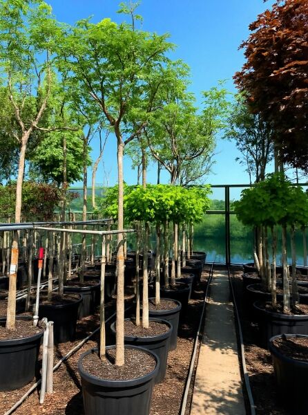 Seidenbaum Albizia julibrissin 'Ombrella'/'Boubri' Hochstamm im Container, schlanker Stamm mit lockerer Krone und grünem Laub.