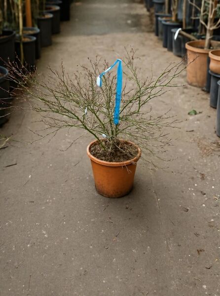 Zwerg-Fächer-Ahorn (Acer palmatum) 'Little Princess', mehrtriebiger Strauch im Topf, 60–80 cm, Container C25