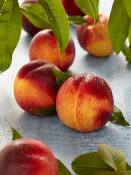 Nektarine / Prunus persica var. nucipersica
