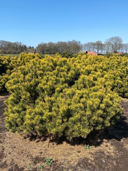 Pinus mugo 'Wintergold' / Wintergelbe Zwerg-Bergkiefer 125-150 cm m. Db., buschiger Zwergnadelbaum mit gelbgrünen Nadeln