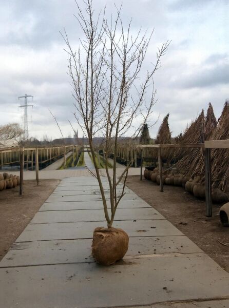 Prunus 'Accolade' – Frühe Zierkirsche 'Accolade' 300–350 cm, mehrstämmiger Baum mit Drahtballen (m. Db.)