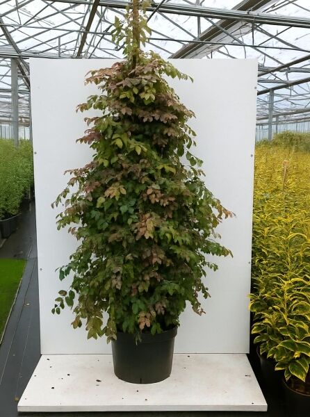 Loropetalum chinense 'Daybreak's Flame' / Riemenblüte 'Daybreak's Flame' 175-200 cm C35 im Container, dicht verzweigt, grün-rötliches Laub
