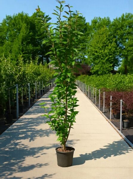 Prunus serrulata 'Amanogawa' / Säulen-Zierkirsche 'Amanogawa' 175-200 cm C20 im Topf, säulenförmiger Wuchs mit grünem Laub
