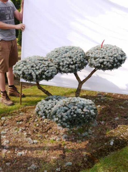 Picea pungens 'Glauca' H: 100 B: 140 cm / Garten-Bonsai (0007)