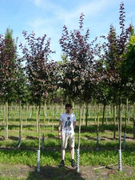 Zierapfel 'Royalty' / Zierapfel 'Royalty'