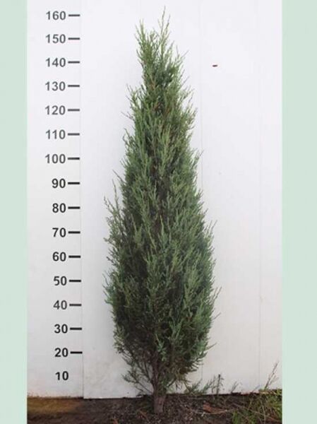 Blauer Raketen-Wacholder / Blauer Raketen-Wacholder