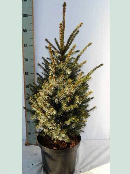 Omorika-Zwergfichte / Picea omorika 'Nana'