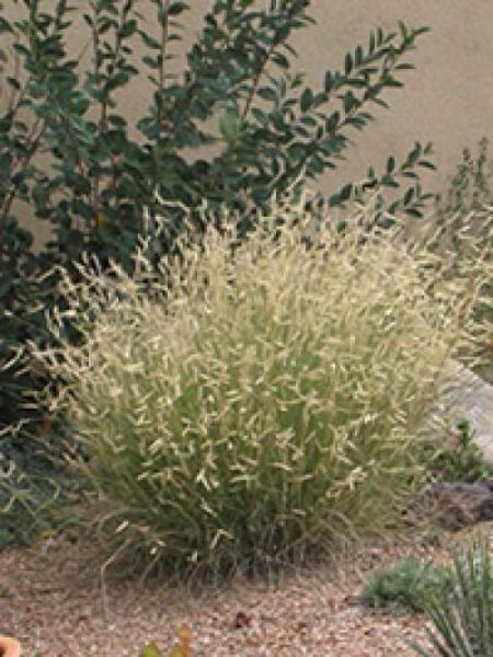 Bouteloua gracilis / Moskitogras / Haar-Schotengras
