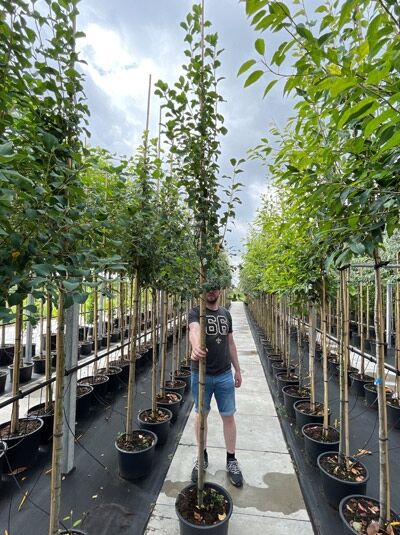 Amelanchier alnifolia 'Obelisk' (Säulen-Felsenbirne 'Obelisk') Hochstamm im Container, schlanker Stamm mit aufrechtem Kronenaufbau
