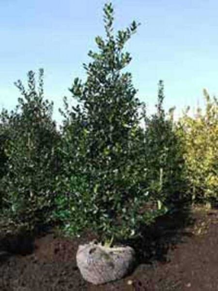 Europäische Stechpalme 'Alaska' (Ilex aquifolium 'Alaska') Solitär 200-250 cm mit Drahtballen, immergrüner Strauch mit glänzenden Blättern