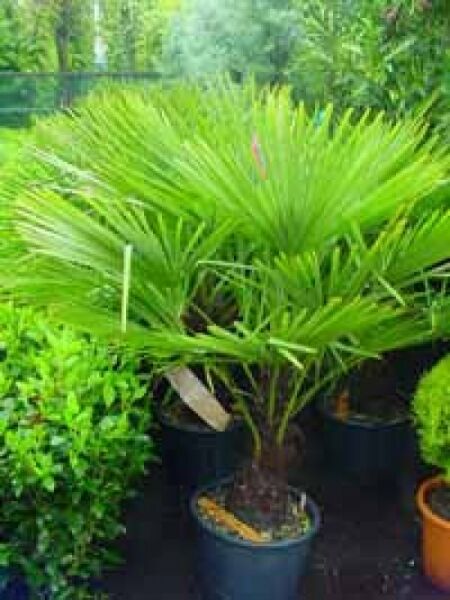 Chinesische Hanfpalme / Chinesische Hanfpalme