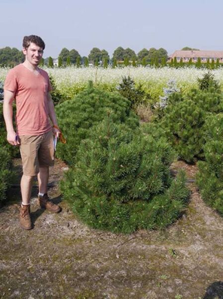 Pinus mugo mughus / Krummholz-Kiefer