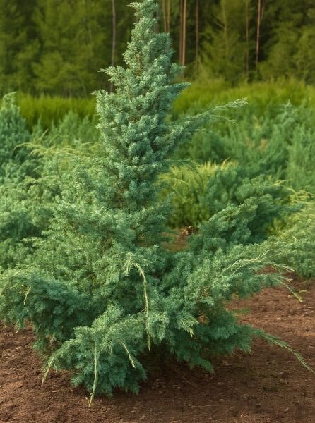 Strauch-Wacholder 'Blue Alps' (Juniperus chinensis 'Blue Alps') als aufrecht wachsender, blaugrüner Nadelstrauch im Beet.