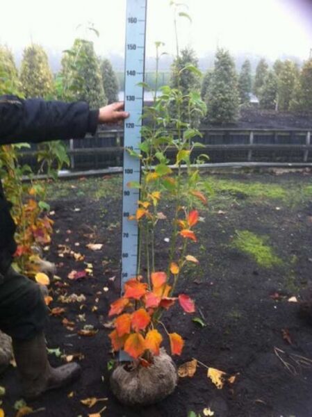 Acer rufinerve (Rostbart-Ahorn) 125–150 cm m. B., mehrstämmige Jungpflanze mit Herbstlaub, Ballenware neben Messlatte.