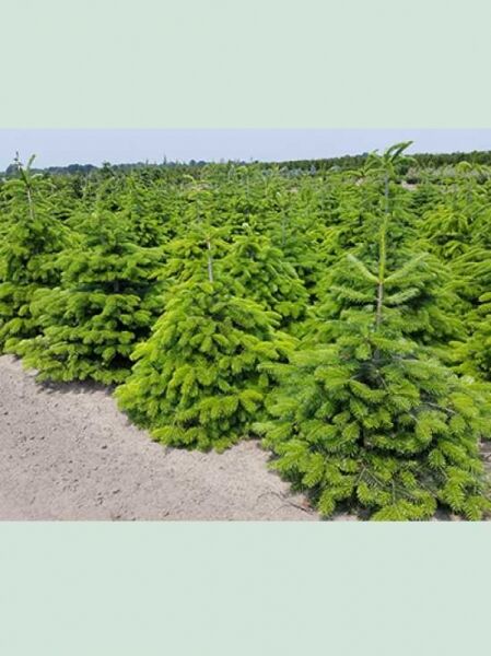Abies nordmanniana / Nordmanns-Tanne / Kaukasus-Tanne