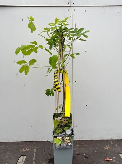 Schokoladenwein 'Cream Form'/ Klettergurke 'Cream Form' - Akebia quinata 'Cream Form ®'