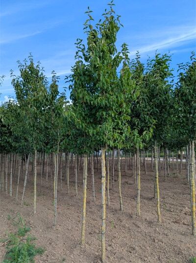 Cornus mas (Kornelkirsche) Hochstamm 10-12 StU mit Drahtballen, junger Laubbaum im Baumschulfeld mit aufrechtem Wuchs.