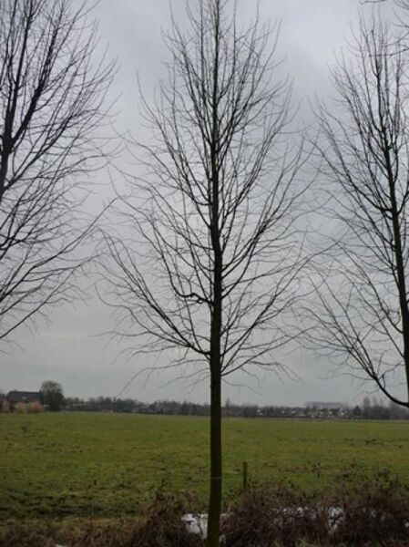Tilia cordata 'Greenspire' / Winter-Linde 'Greenspire'