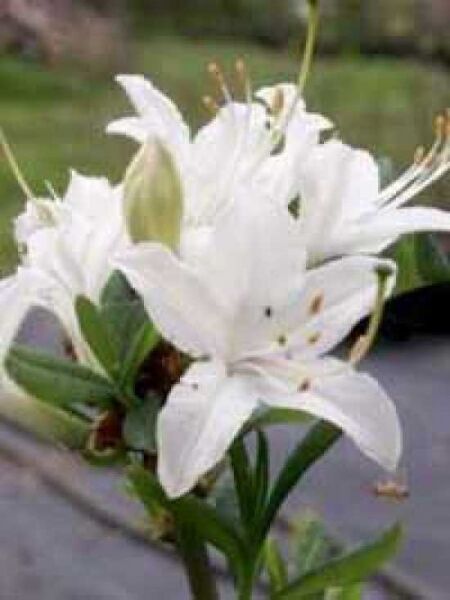 Azalea luteum 'Viscosum' (Knap-Hill) / Laubabwerfende Azalee 'Viscosum'