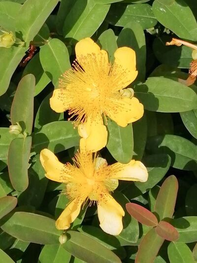 Teppich-Johanniskraut 'Rose von Sharon' / Hypericum calycinum 'Rose von Sharon'